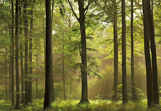 Marcos para cuadros laminas enmarcados, Autumn forest