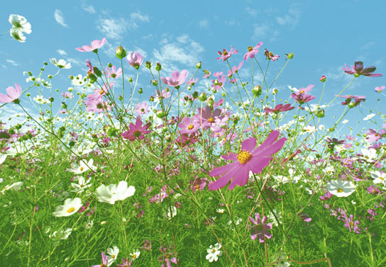 Marcos para cuadros laminas enmarcados, Flower meadow