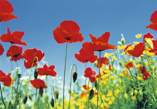 Marcos para cuadros laminas enmarcados, Poppy field 