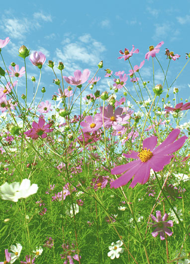 Marcos para cuadros laminas enmarcados, Flower meadow