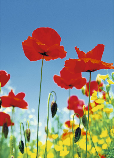 Marcos para cuadros laminas enmarcados, Poppy field