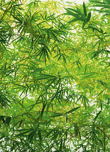 Marcos para cuadros laminas enmarcados, Bamboo
