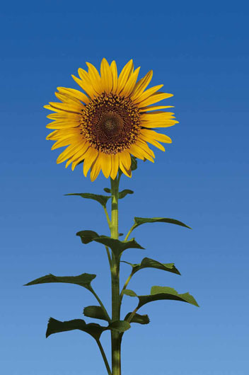 Marcos para cuadros laminas enmarcados, sun flower