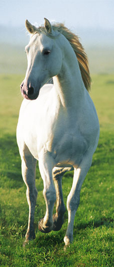 Marcos para cuadros laminas enmarcados, White horse