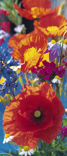 Marcos para cuadros laminas enmarcados, Red poppies