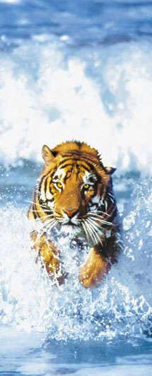 Marcos para cuadros laminas enmarcados, Bengal tiger