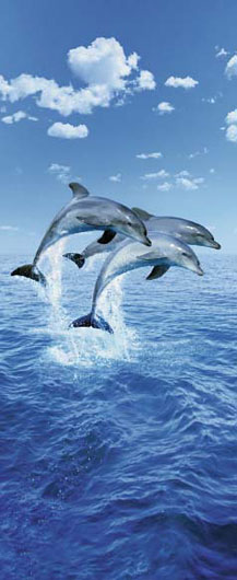 Marcos para cuadros laminas enmarcados, Three dolphins