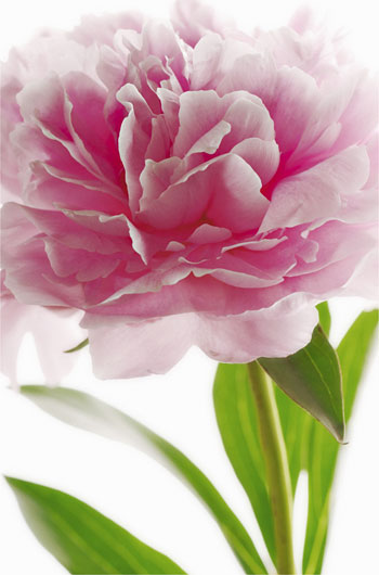 Marcos para cuadros laminas enmarcados, Pink peony
