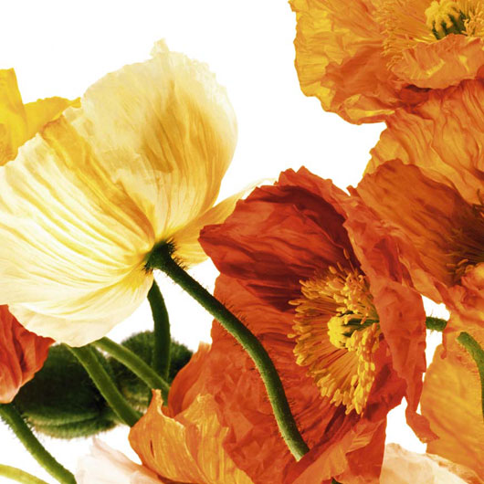 Marcos para cuadros laminas enmarcados, Poppies III