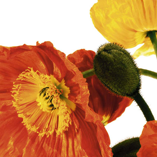 Marcos para cuadros laminas enmarcados, Poppies IV