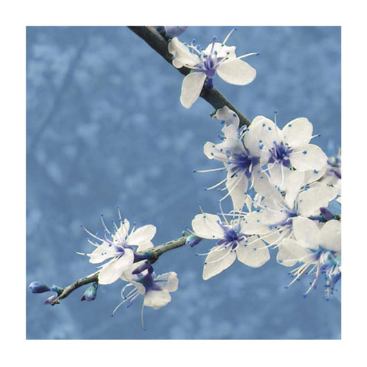 Marcos para cuadros laminas enmarcados, Blosso min blue 