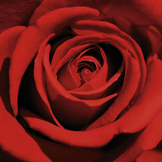 Marcos para cuadros laminas enmarcados, Red Rose