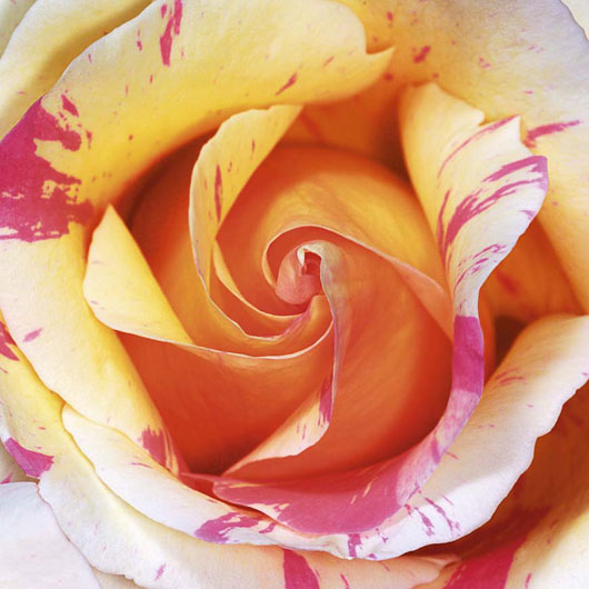 Marcos para cuadros laminas enmarcados, White and purple rose