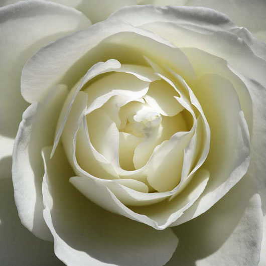 Marcos para cuadros laminas enmarcados, White Rose