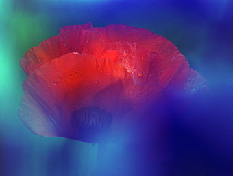 Marcos para cuadros laminas enmarcados, Mohn II