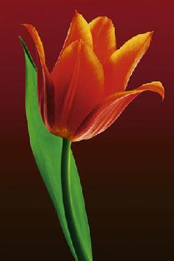 Poster - Tulip on red Enmarcado de laminas
