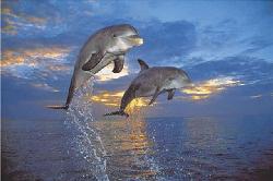 Poster - Flight two dolphins Enmarcado de laminas