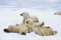 Poster - Polar bear play time Enmarcado de laminas