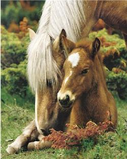 Poster - Mare and foal II Enmarcado de laminas