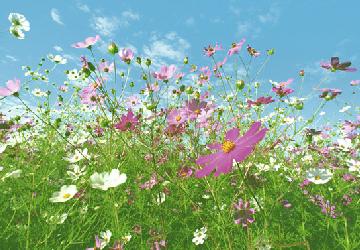 Poster para pared - Flower meadow Enmarcado de laminas