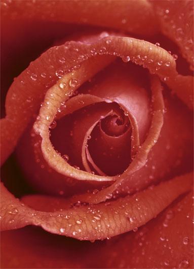 Poster para pared - Rose