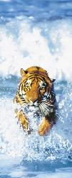 Poster para pared - Bengal tiger Enmarcado de laminas