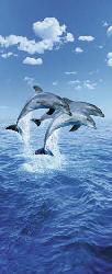 Poster para pared -Three dolphins Enmarcado de laminas