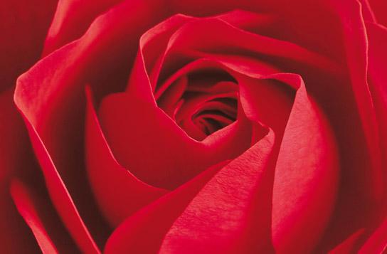 Lamina - lImportant, cest la Rose