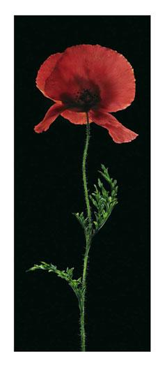 Lamina - Poppy