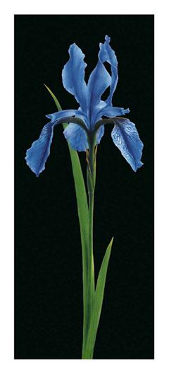 Lamina - Iris 