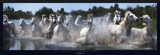 Lamina - Horses in the Camargue - France  Marcos y Cuadros