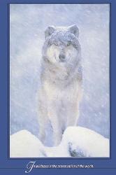 Poster - Artic wolf Enmarcado de cuadros