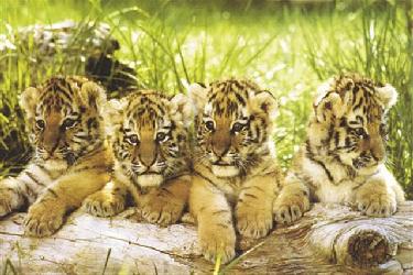 Poster - Four tigers Enmarcado de cuadros