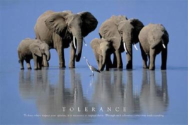 Poster - Tolerance Enmarcado de laminas