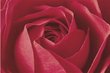 Poster - Rose Enmarcado de laminas