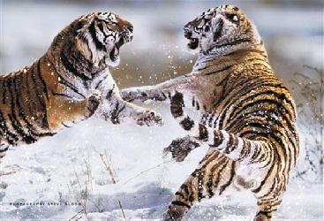 Poster - Siberian tigers Enmarcado de laminas