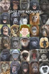 Spot the monkey Enmarcado de cuadros