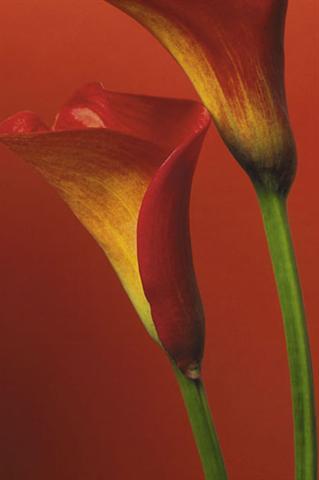 Poster - Red calla