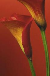 Poster - Red calla Enmarcado de cuadros