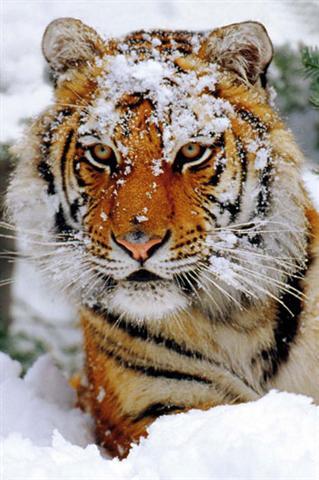 Poster - Siberian snow