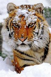 Poster - Siberian snow Enmarcado de laminas