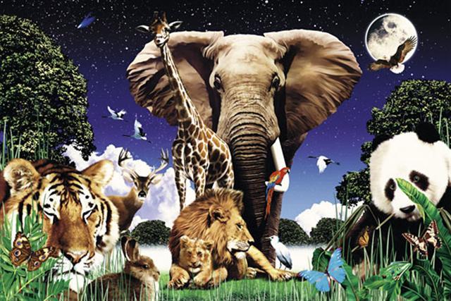 Poster - Animal treasures