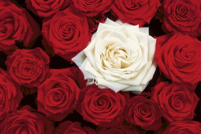 Poster - Bed of roses