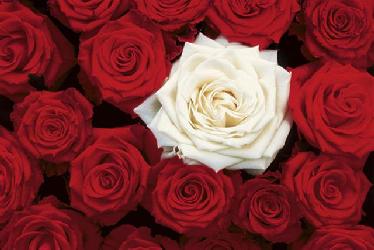 Poster - Bed of roses Enmarcado de cuadros