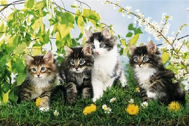 Poster - Cute cats Marcos y Cuadros