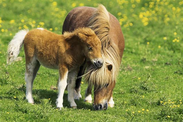 Poster - Two ponies