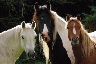 Poster - Tres caballos Marcos y Cuadros