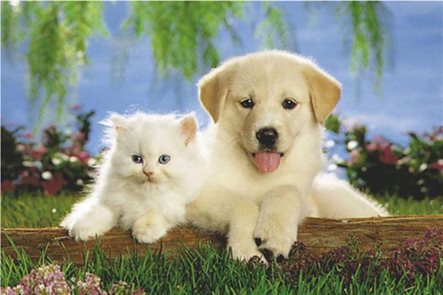 Poster - Real pals