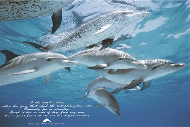 Poster - Friends of man