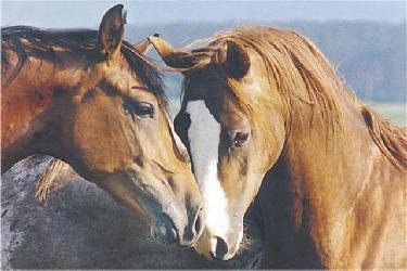 Poster - Tenderness Enmarcado de laminas